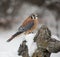 American Kestrel