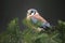 American Kestrel