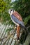 American Kestrel