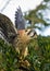 American Kestrel