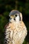 American Kestrel