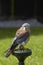 American Kestrel