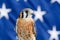 American Kestrel