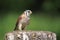 American kestrel