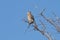 American kestrel