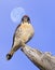 American Kestrel