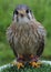 American kestrel