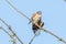 American kestrel bird