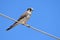 The American kestrel Falco sparverius