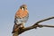 American Kestrel (Falco sparverius)