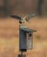 American Kestrel (falco sparverius)