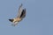 American Kestrel (Falco sparverius) in flight