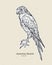 The American kestrel Falco sparverius, hand draw sketch vector