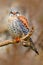 American kestrel Falco sparverius, sitting on the tree stump, little bird of prey sitting on the tree trunk, Mexico. Birds in the