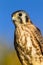 American Kestrel Falcon in Autumn Setting