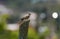 American Kestrel feeding on a post