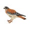 American Kestrel Flat Design Vector Illustration