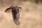 American Kestrel In Flight