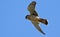 American Kestrel in flight.
