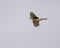 American Kestrel in flight on a cloudy day