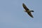 American Kestrel Flying In a Blue Sky