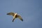 American Kestrel Flying in a Blue Sky