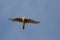 American Kestrel Flying in a Clear Blue Sky