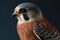 American Kestrel Isolate on Black Background