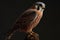 American Kestrel Isolate on Black Background