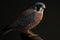 American Kestrel Isolate on Black Background