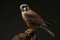 American Kestrel Isolate on Black Background