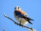 American Kestrel on the look out for lunch