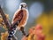 American kestrel  Made With Generative AI illustration