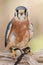 American Kestrel Perched