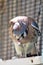 American Kestrel, Phoenix Zoo, Arizona Center for Nature Conservation, Phoenix,  Arizona, United States