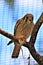 American Kestrel, Phoenix Zoo, Arizona Center for Nature Conservation, Phoenix,  Arizona, United States