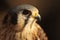 American Kestrel Portrait