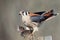 American Kestrel with prey