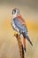 American kestrel sitting on a mullein