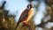 American Kestrel Sitting on Pine Tree Branch. generative ai