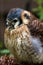 American kestrel or Sparrow hawk