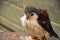 American kestrel or sparrow hawk