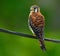 American Kestrel / Sparrow Hawk