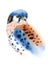 American Kestrel Watercolor Bird Illustration Hand Painted