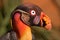 American king vulture