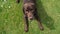 American Labrador Retriever on the grass