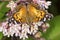 American lady butterfly on milkweed flowers in Connecticut.