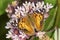 American lady butterfly on milkweed flowers in Connecticut.