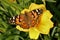 American Lady Butterfly on Yellow Flower Close-up