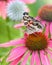 American Lady Vanessa Virginiensis Butterfly On Coneflower